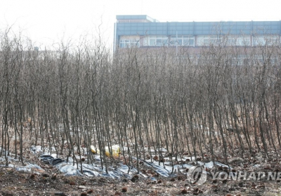 [팩트 체크] 나무 빽빽이 심어도 보상금 증가하지 않아