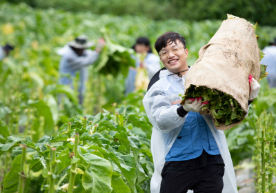 '농가와 상생' KT&G, 잎담배 수확 봉사활동