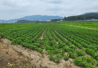 전남도, 전략작물직불금 545억 확정 순차 지급