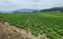 전남도, 전략작물직불금 545억 확정 순차 지급