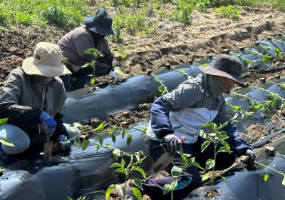 전남도, 공공형 계절근로 지원 확대