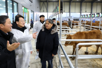 전남 강진군, 한우 품질 향상에 주력