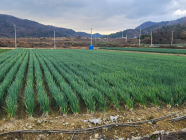 전남도-농협경제지주, 전남산 대파 할인