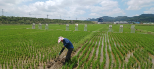 전남도, 저탄소 농산물 인증사업 3275ha…전국 최다