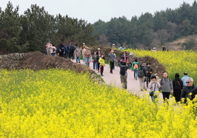 2025 청산도 슬로걷기 축제 5만명 다녀가